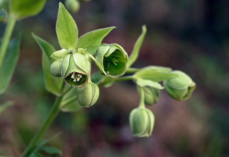 Helleborus_foetidus_LP0499_01_South_Croydon