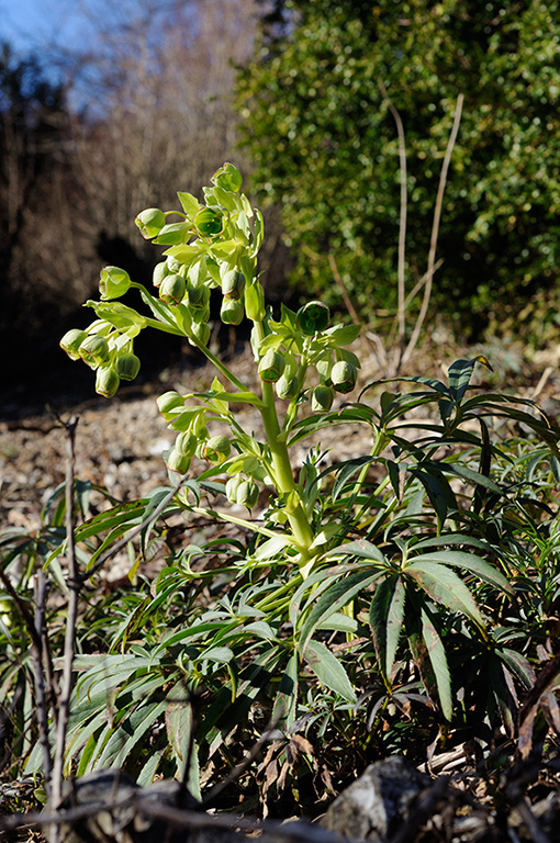 Helleborus_foetidus_LP0299_12_Mickleham