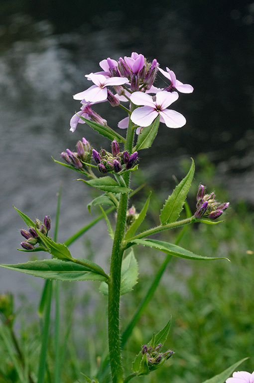 Hesperis_matronalis_LP0677_03_Sheffield_Park