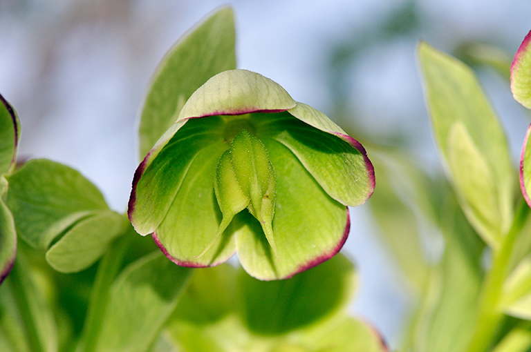 Helleborus_foetidus_LP0435_10_Staffhurst