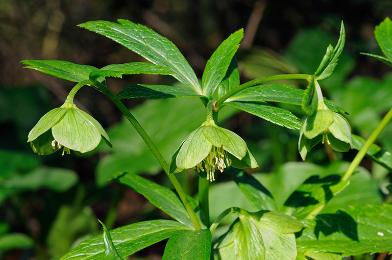 Helleborus_viridus_LP0302_01_Ranmore