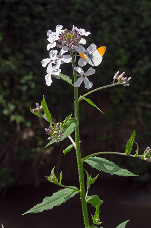 Hesperis_matronalis_LP0677_14_Sheffield_Park