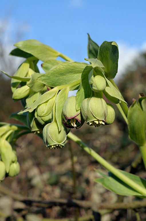 Helleborus_foetidus_LP0299_04_Mickleham