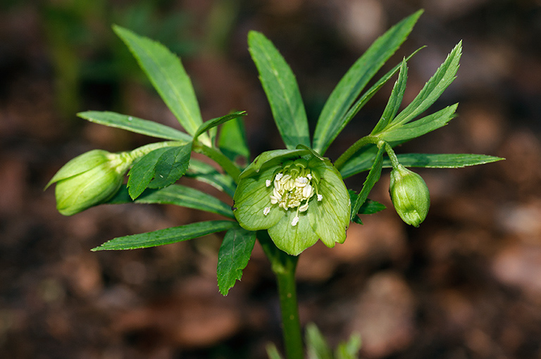 Helleborus_viridus_LP0498_12_Ranmore