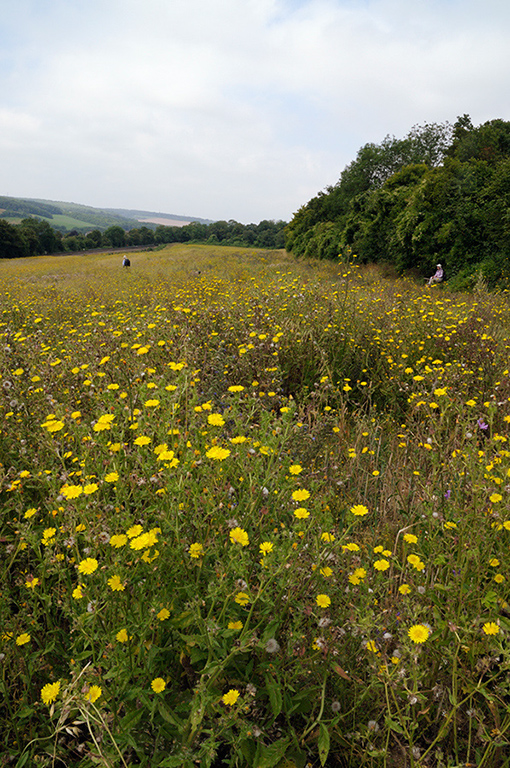 Helminthotheca_echioides_LP0323_06_Ranscombe_Farm