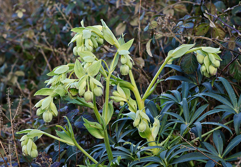 Helleborus_foetidus_LP0299_05_Mickleham