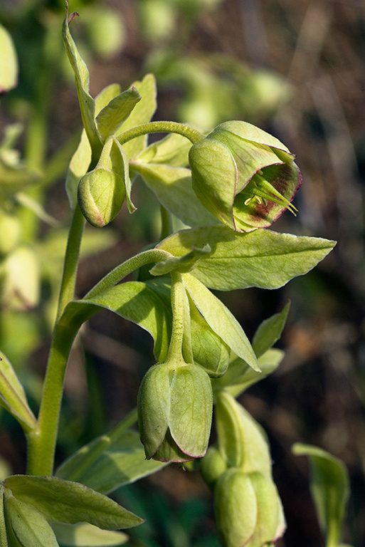 Helleborus_foetidus_LP0103_02_Riddlesdown