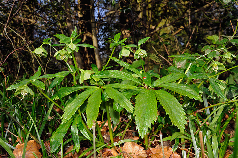 Helleborus_viridus_LP0302_13_Ranmore