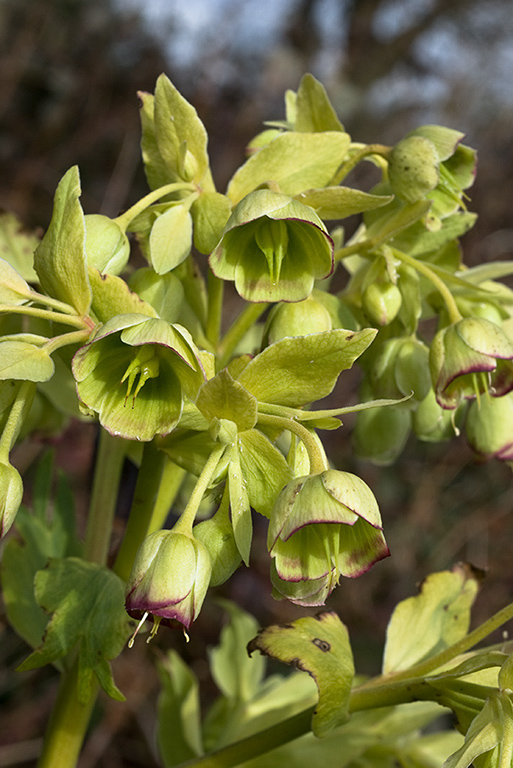 Helleborus_foetidus_LP0034_01_Riddlesdown