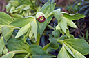 Helleborus_foetidus_LP0557_08_Riddlesdown