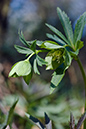 Helleborus_viridus_LP0101_27_Ranmore