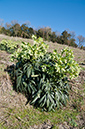 Helleborus_foetidus_LP0502_04_Riddlesdown