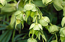 Helleborus_foetidus_LP0570_06_Chipstead