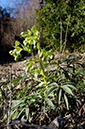 Helleborus_foetidus_LP0299_12_Mickleham