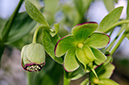 Helleborus_foetidus_LP0435_11_Staffhurst