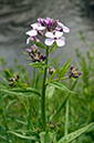 Hesperis_matronalis_LP0677_05_Sheffield_Park