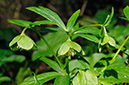 Helleborus_viridus_LP0302_01_Ranmore