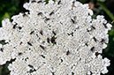 Heracleum_sphondylium_LP0319_76_Portland