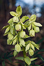 Helleborus_foetidus_LP0089_02_Riddlesdown