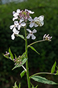 Hesperis_matronalis_LP0677_15_Sheffield_Park