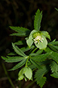 Helleborus_viridus_LP0098_09_Ranmore