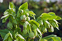 Helleborus_foetidus_LP0499_11_South_Croydon