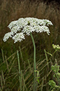 Heracleum_sphondylium_LP0067_39_Chalkpit_Wood