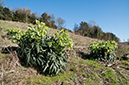 Helleborus_foetidus_LP0502_01_Riddlesdown