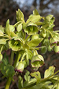 Helleborus_foetidus_LP0034_01_Riddlesdown