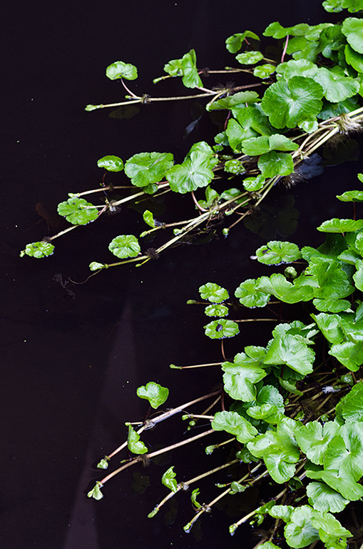 Hydrocotyle_ranunculoides_LP0480_32_Wandle