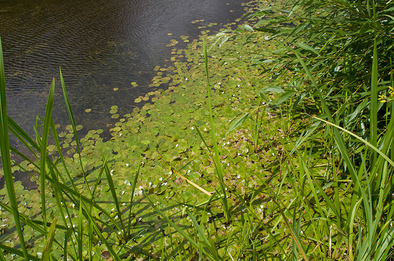 Hydrocharis_morsus-ranae_LP0218_04_Runnymede