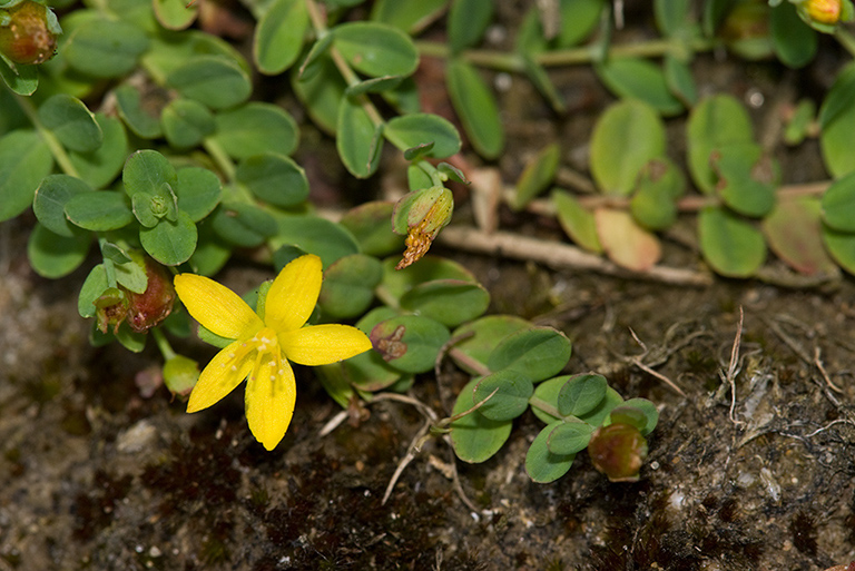 Hypericum_humifusum_LP0151_38_Mitcham_Common