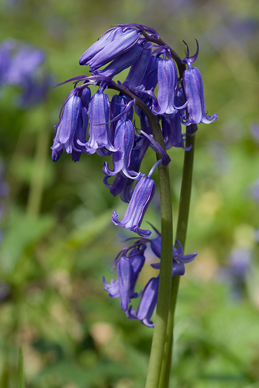 Hyacinthoides_non-scriptus_LP0117_15_Harewoods