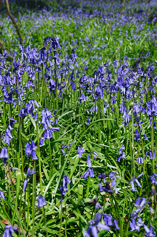 Hyacinthoides_non-scriptus_LP0240_14_Staffhurst_Wood