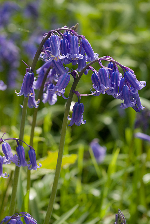 Hyacinthoides_non-scriptus_LP0117_09_Harewoods