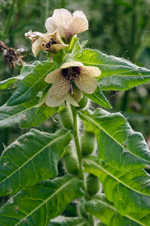 Hyoscyamus_niger_LP0548_17_Old_Lodge_Farm