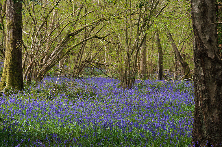 Hyacinthoides_non-scriptus_LP0619_27_Frylands_Wood