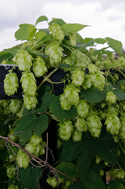 Humulus_lupulus_LP0480_43_Wandle