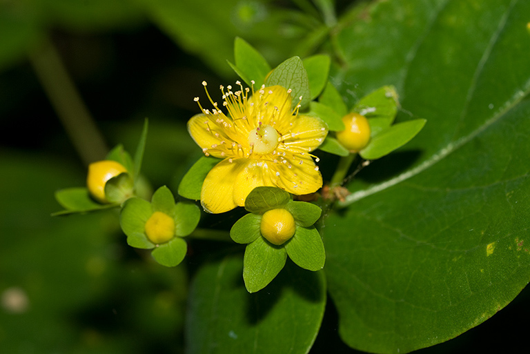 Hypericum_androsaemum_LP0149_08_Felcourt