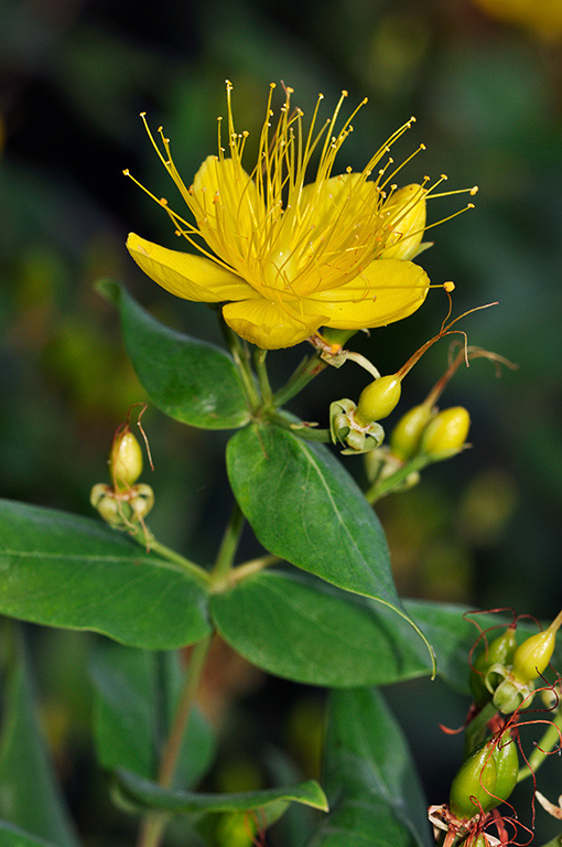 Hypericum_hircinum_LP0286_34_Hampton_Court