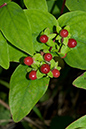 Hypericum_androsaemum_LP0077_16_Titsey