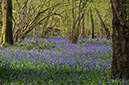 Hyacinthoides_non-scriptus_LP0619_26_Frylands_Wood