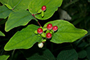 Hypericum_androsaemum_LP0077_09_Titsey