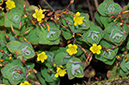 Hypericum_elodes_LP0413_45_Elstead_Common