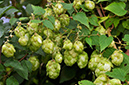 Humulus_lupulus_LP0293_115_Hampton_Court