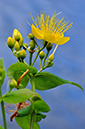 Hypericum_hircinum_LP0286_52_Hampton_Court