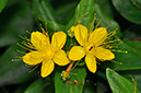 Hypericum_hircinum_LP0286_28_Hampton_Court