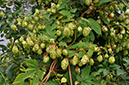 Humulus_lupulus_LP0293_103_Hampton_Court