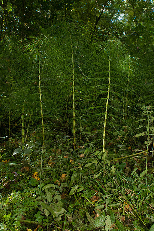 Equisetum_telmateia_LP0187_06_Godalming