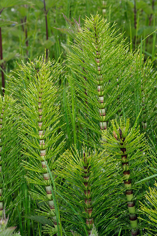 Equisetum_telmateia_LP0528_06_Charlwood